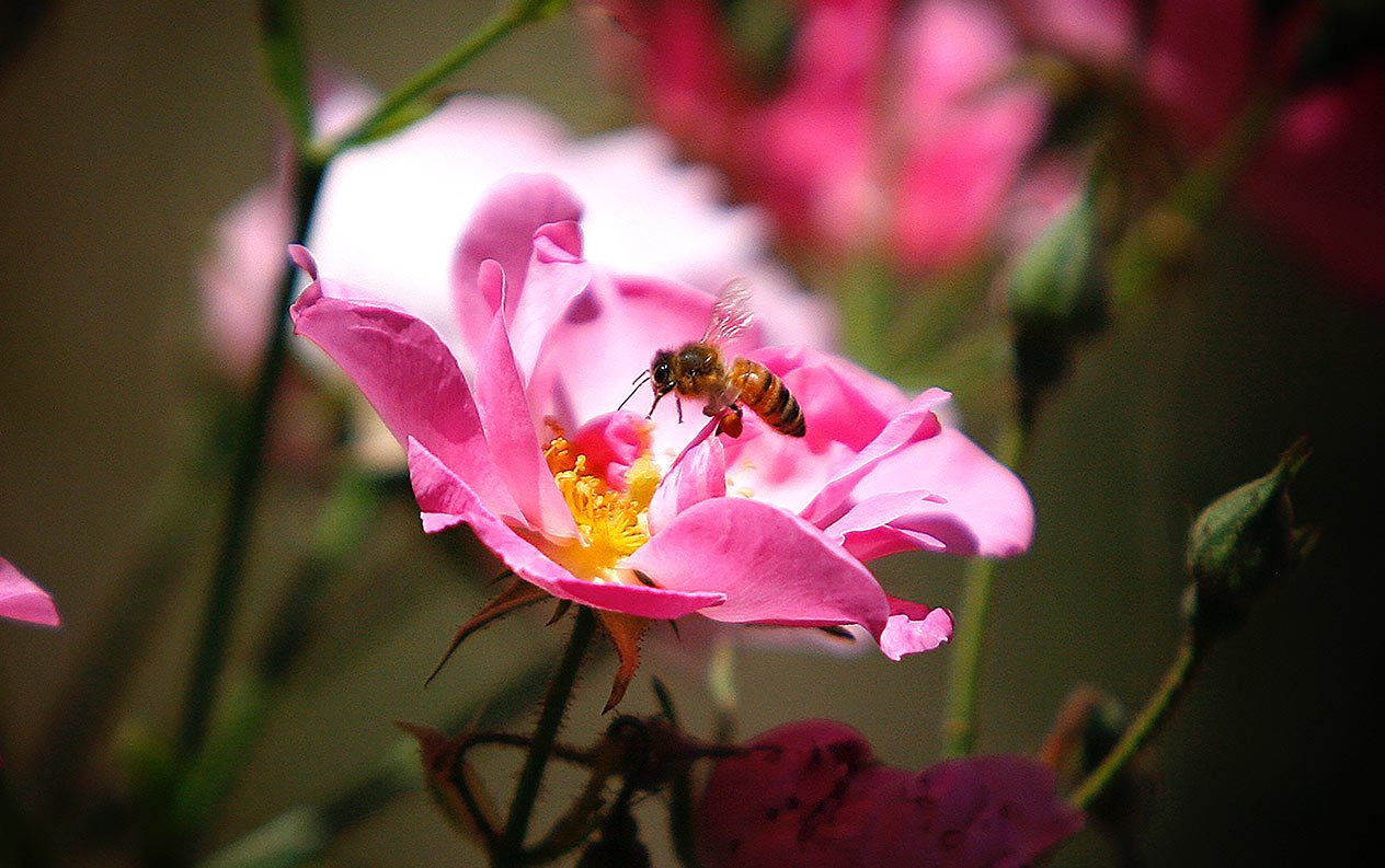Førstehjælp ved bi- og hvepsestik